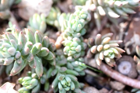 sedum élevé